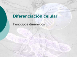 Diferenciación celular