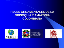 peces ornamentales de la orinoquia y amazonia colombiana incoder