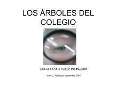 LOS ÁRBOLES DEL COLEGIO