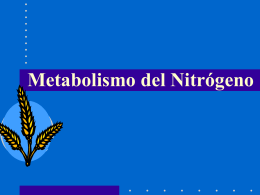 Metabolismo del Nitrógeno