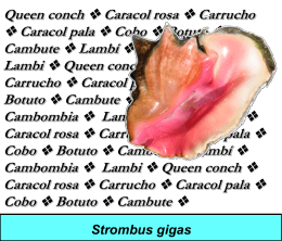 Queen conch Caracol rosa Carrucho Caracol pala Cobo Botuto