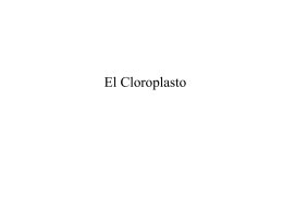 El Cloroplasto