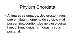 Phylum Urochordata