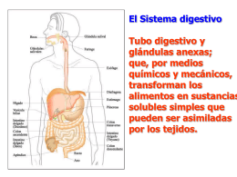 digestivo_1 - HIBIO-GEO