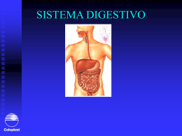 Anatomia del sistema digestivo