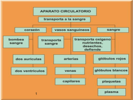 aparatocirculatorio (A.M.Jerez)