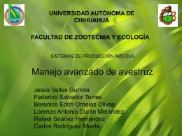 avestruz manejo avanzado - Universidad Autónoma de Chihuahua