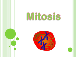 ppt.Mitosis