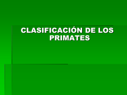 CLASIFICACIÓN PRIMATES
