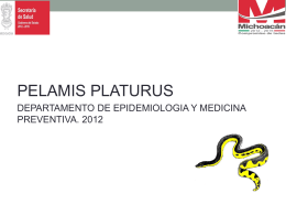 pelamis platurus