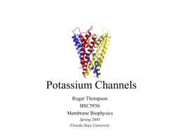 Potassium Ion Channel - Florida State University