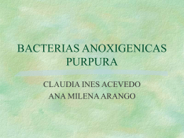 Bacterias anoxigénicas púrpura