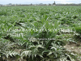 01 CULTIVO DE LA ALCACHOFA (CYNARA SCOLIMUS L.)