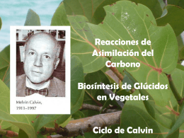 Biosíntesis Glúcidos en Vegetales-Cs Biol