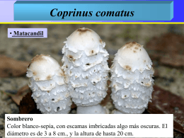Coprinus comatus