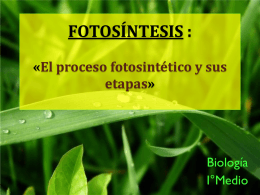 etapa_1_fotosintesis