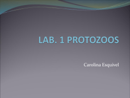 present protozoa
