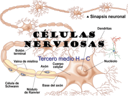 Células nerviosas