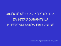 Diferenciación eritroide