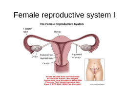 Aparato reproductor femenino (IV)