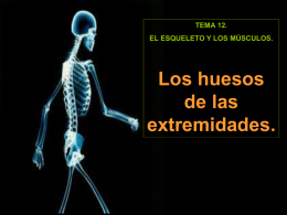 3. Los huesos de las extremidades