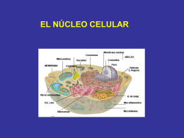 el núcleo (2° Medio)