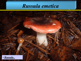 Russula emetica