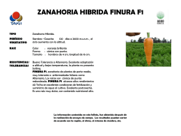 Zanahoria hibrida Finura F1 Z_finura 196.00 KB