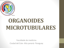 ORGANOIDES MICROTUBULARES