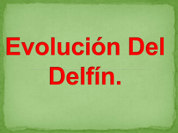 Evolución Del Delfín.