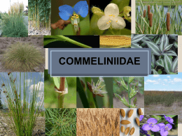 Clase: Commelinidae-Zingiberidae (Presentación Teórica 2014)