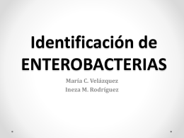 Identificacción de enterobacterias
