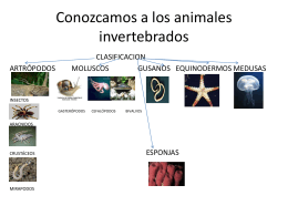 Conozcamos a los animales invertebrados - biologia
