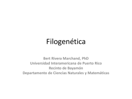 Bert Rivera Marchand, PhD Universidad Interamericana de Puerto