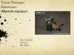 Turón Patinegro Americano (Mustela nigripes)