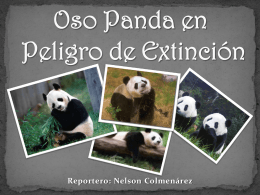 Oso Panda en Peligro de Extinción