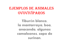Ejemplos de animales ovovíparos