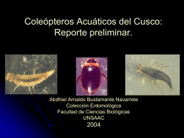 Coleópteros Acuáticos del Cusco