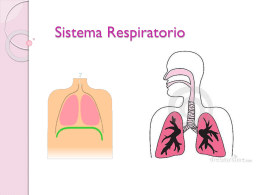 Sistema_Respiratorio..