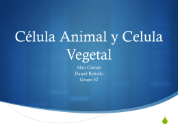Celula Animal y Celula Vegetal