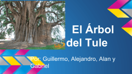 El Árbol del Tule - Alan Geifman´s 8th Grade Portfolio