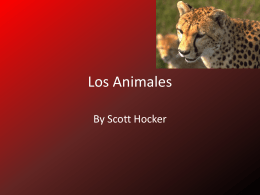 Los Animales - Scott Portfolio 7