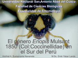 Eriopis (Col:Coccinellidae) del Cusco