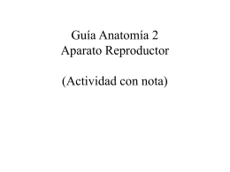 GuÃa_AnatomÃa_2_A._Reproductor[1]