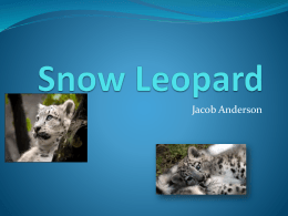 Snow Leopard - Unicornio con bigote
