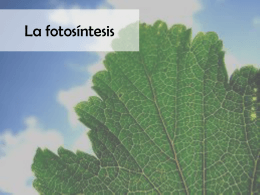 La fotosíntesis