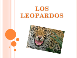 leopardo - CEIP La Zafra