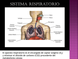 el sistema respiratorio - Nuestra Señora del Refugio