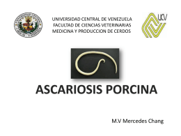 Ascariosis Porcina - Saber UCV