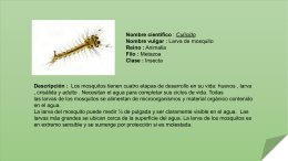 Larva de mosquito (190083)
